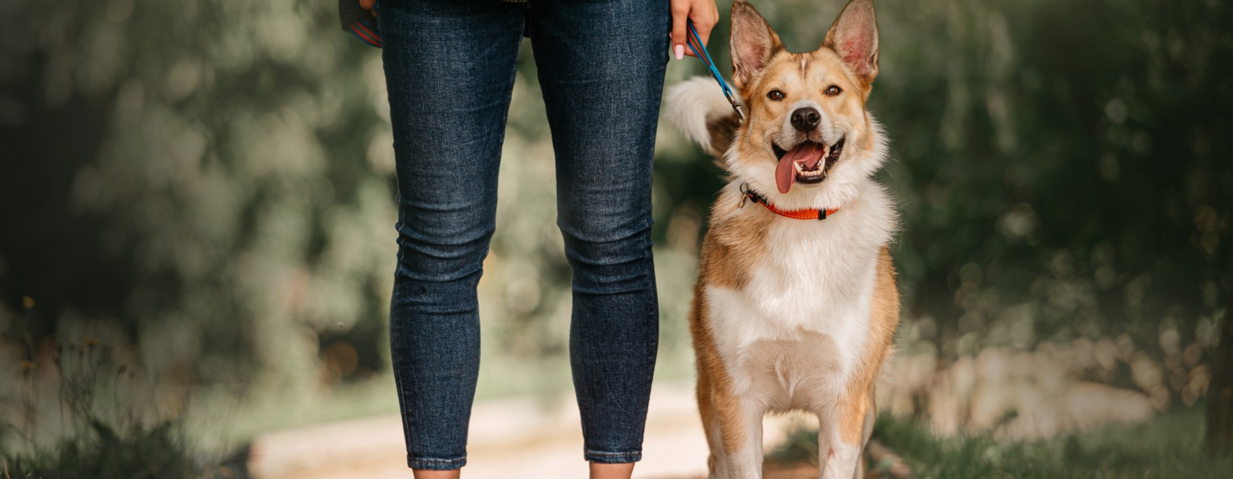 Dog standing next to person